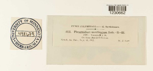 Phragmidium montivagum image