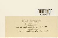 Phragmidium montivagum image