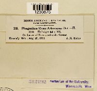 Phragmidium rosae-arkansanae image
