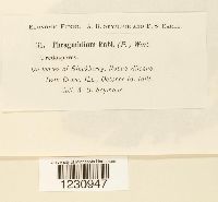 Phragmidium rosae-pimpinellifoliae image