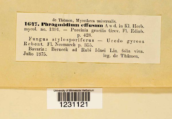 Phragmidium effusum image