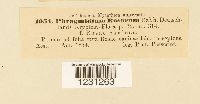 Phragmidium mucronatum image