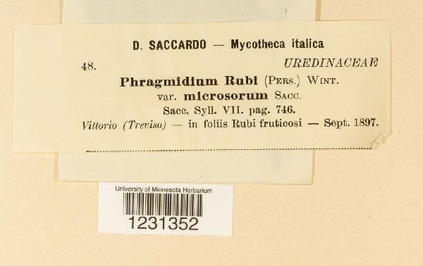 Phragmidium rubi subsp. microsorum image