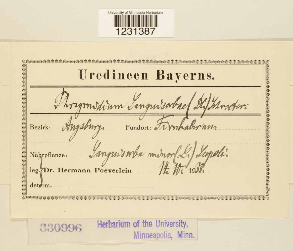 Phragmidium sanguisorbae image