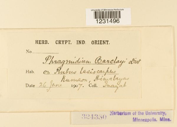 Phragmidium barclayi image