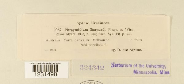 Phragmidium barnardii image