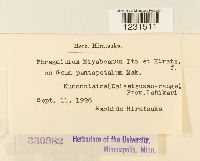 Phragmidium miyabeanum image