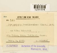 Phragmidium pauciloculare image