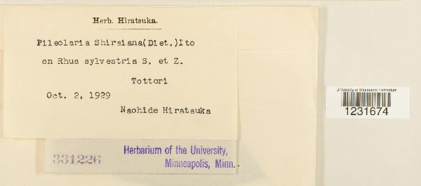 Pileolaria shiraiana image