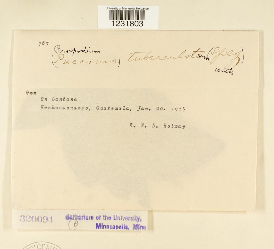 Prospodium tuberculatum image