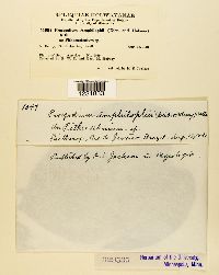Prospodium amphilophii image
