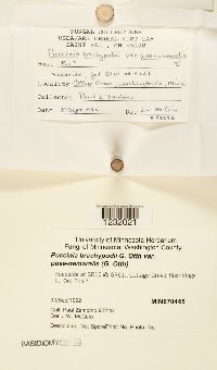 Puccinia brachypodii var. poae-nemoralis image