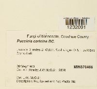 Puccinia caricina var. caricina image
