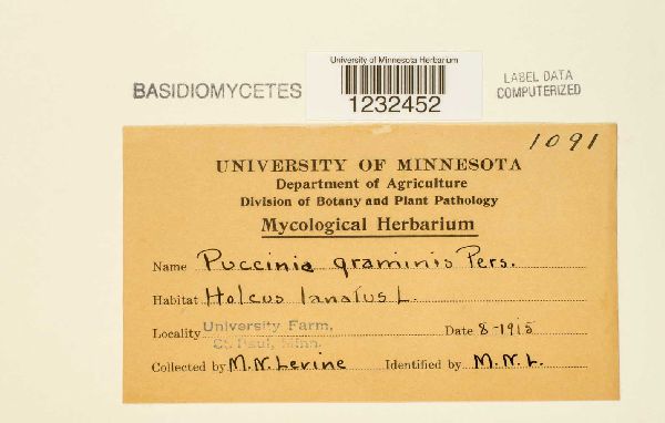 Puccinia graminis image