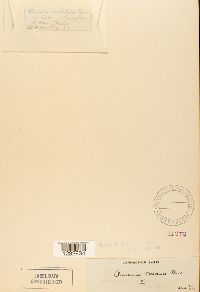 Puccinia taraxaci image