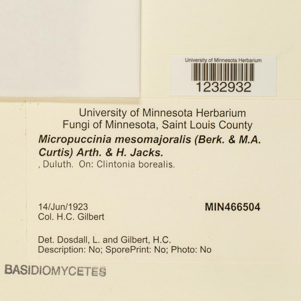 Micropuccinia mesomajalis image