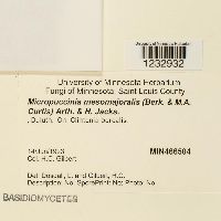 Image of Micropuccinia mesomajalis