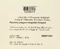 Puccinia polygoni-amphibii image