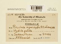 Image of Puccinia apocrypta
