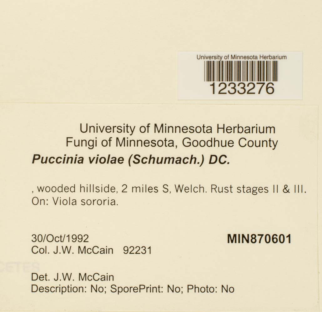 Puccinia violae image