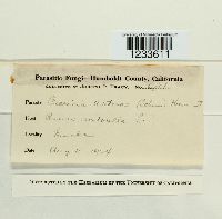 Puccinia acetosae image