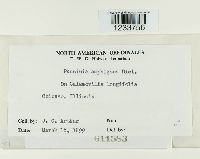 Puccinia amphigena image