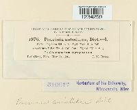 Puccinia aristidae image