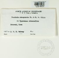 Puccinia atropuncta image