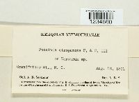 Puccinia atropuncta image