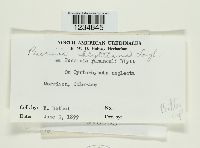 Puccinia blyttiana image