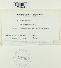 Puccinia campanulae image