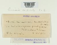 Puccinia caulicola image