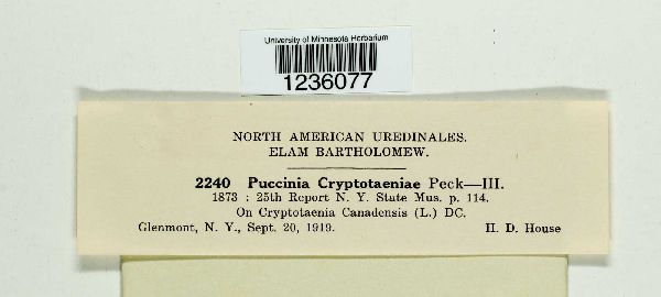 Puccinia cryptotaeniae image