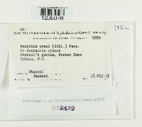 Puccinia cryptotaeniae image