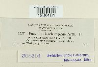 Puccinia deschampsiae image