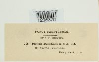 Puccinia distichlidis image
