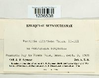 Puccinia ellisiana image