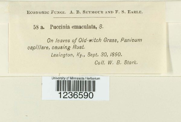 Puccinia emaculata image