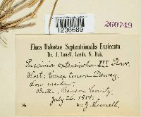 Puccinia dioicae var. extensicola image