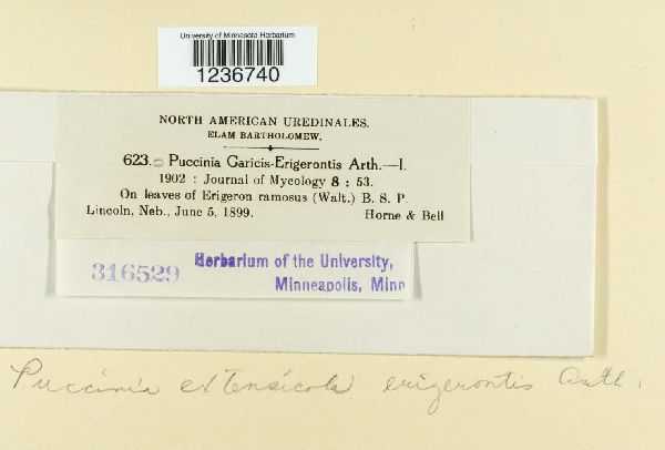 Puccinia extensicola var. erigerontis image