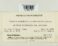 Puccinia extensicola var. oenatherae image
