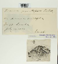 Puccinia gigantispora image