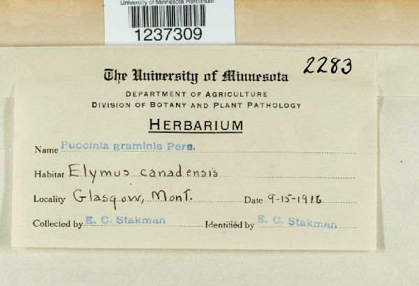 Puccinia graminis image