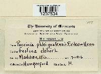 Puccinia graminis ssp. graminicola image