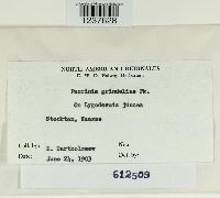 Puccinia grindeliae image