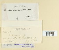 thumbnail image of current specimen