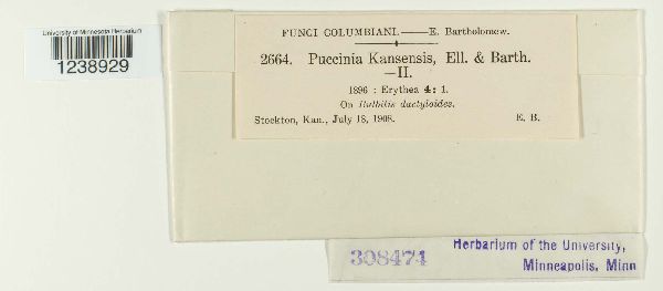 Puccinia kaernbachii image