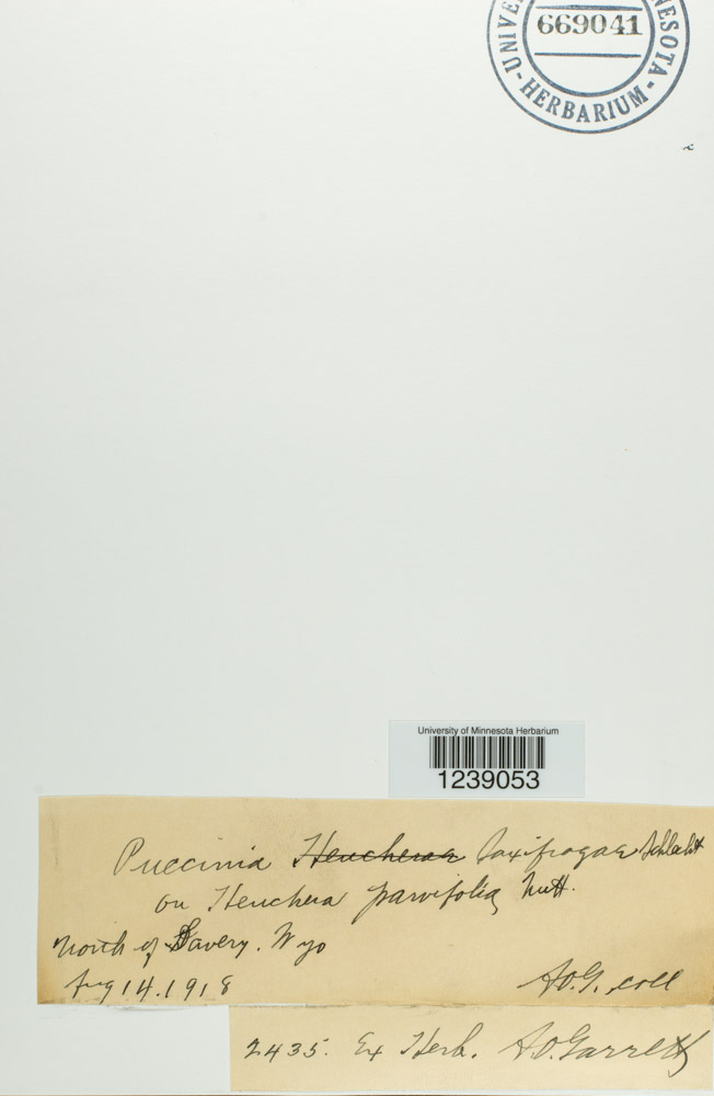 Puccinia launaeae image