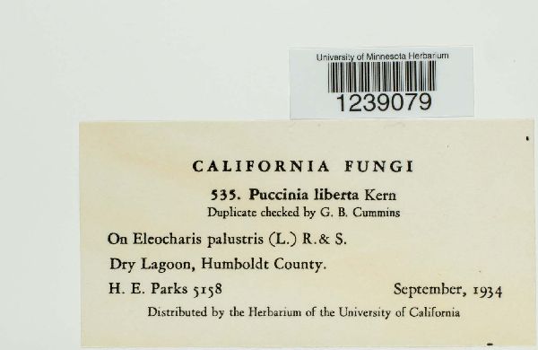 Puccinia liberta image