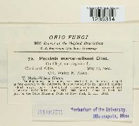 Puccinia mariae-wilsoni image
